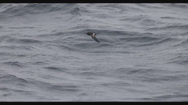 Wilson's Storm-Petrel - ML608450021