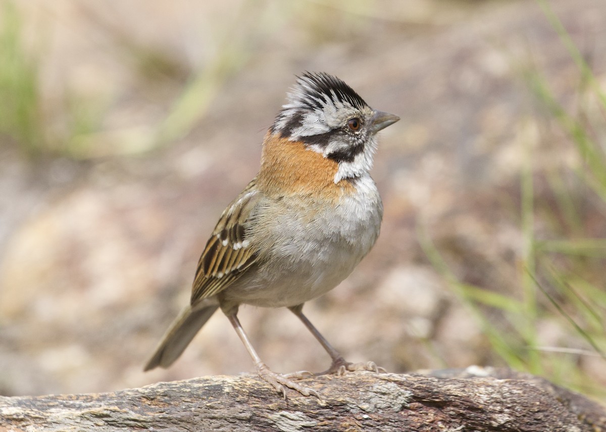 Rufous-collared Sparrow - Gary Brunvoll