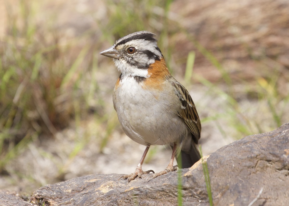 Rufous-collared Sparrow - Gary Brunvoll