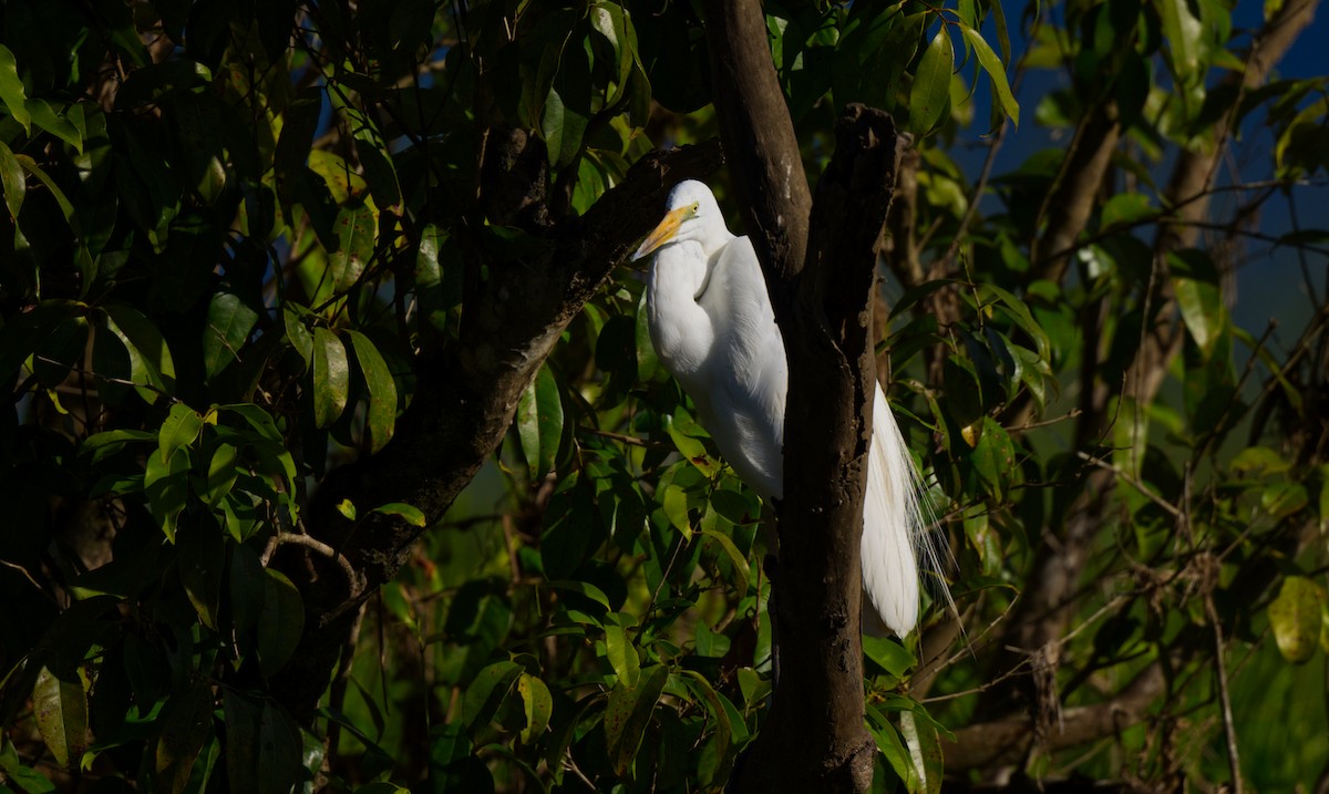 Great Egret - ML608450040