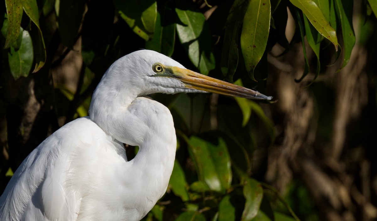 Great Egret - ML608450067