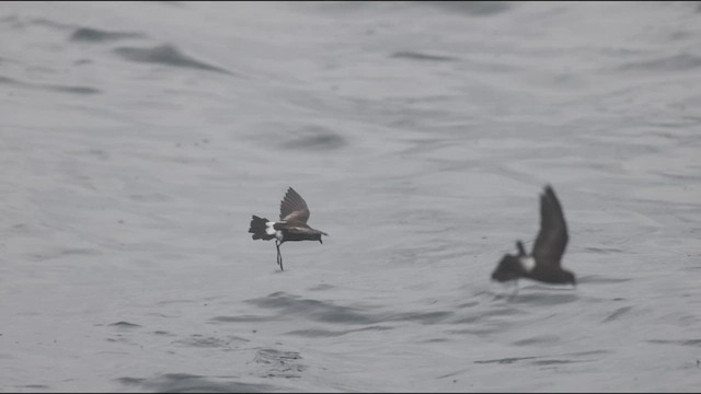 Wilson's Storm-Petrel - ML608450139