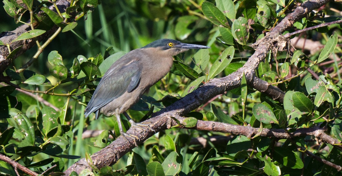 Striated Heron - ML608450195