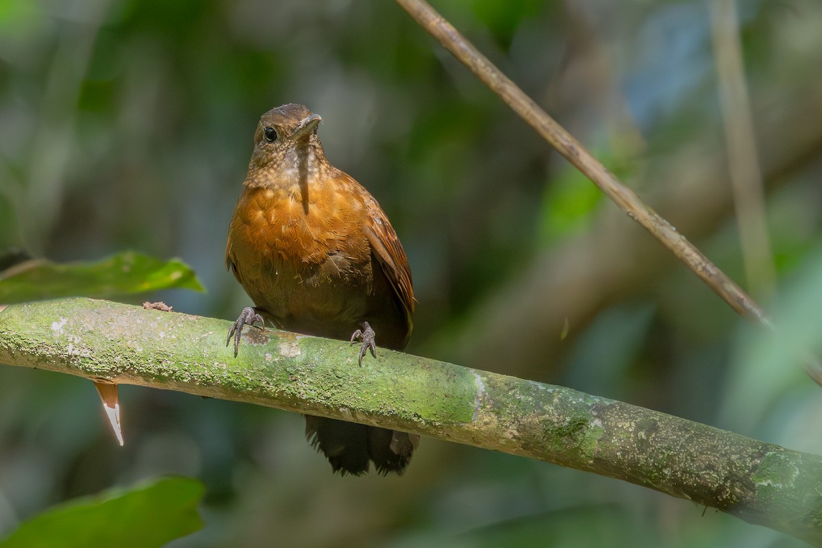 Rufous-breasted Leaftosser (Rufous-breasted) - Gustavo Dallaqua