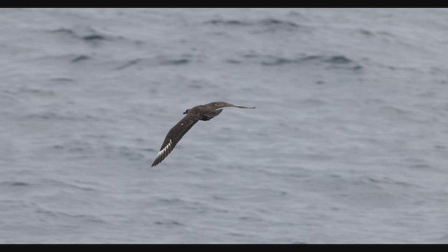 South Polar Skua - ML608450279