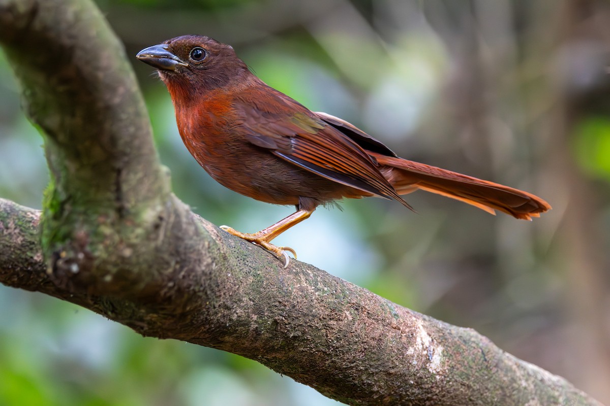 Red-crowned Ant-Tanager (Red) - ML608450286