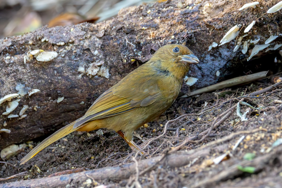 Red-crowned Ant-Tanager (Red) - ML608450287