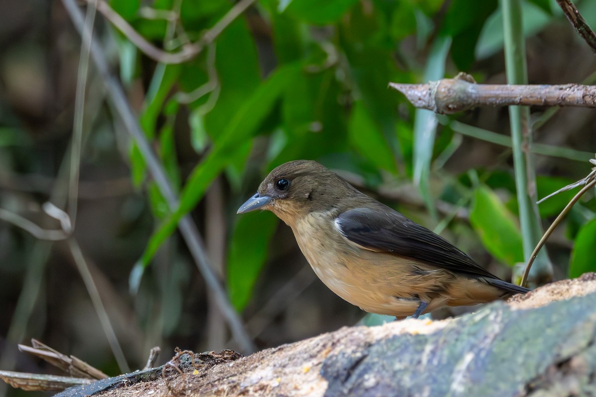 Black-goggled Tanager - ML608450290