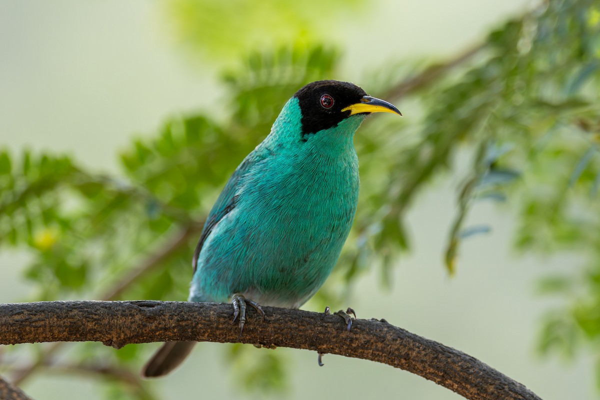 Green Honeycreeper - ML608450301