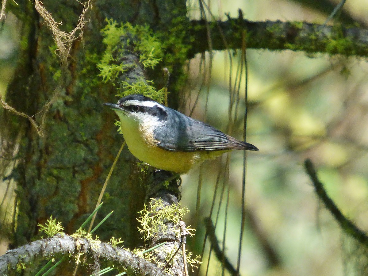 Red-breasted Nuthatch - ML60845031
