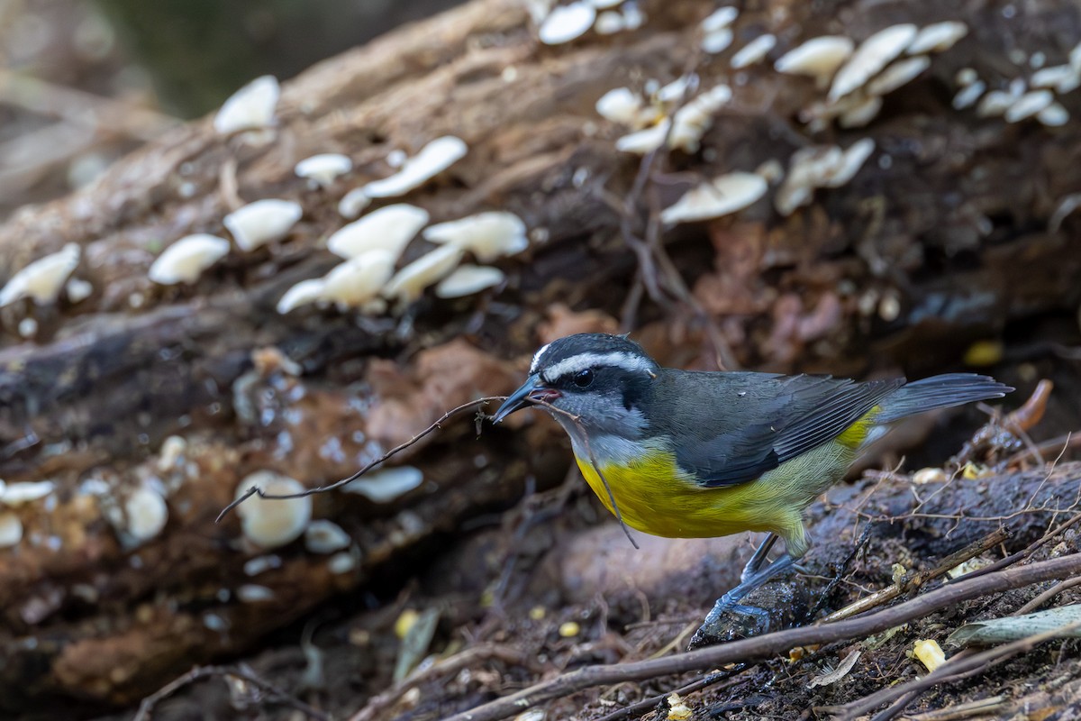 Bananaquit - ML608450317