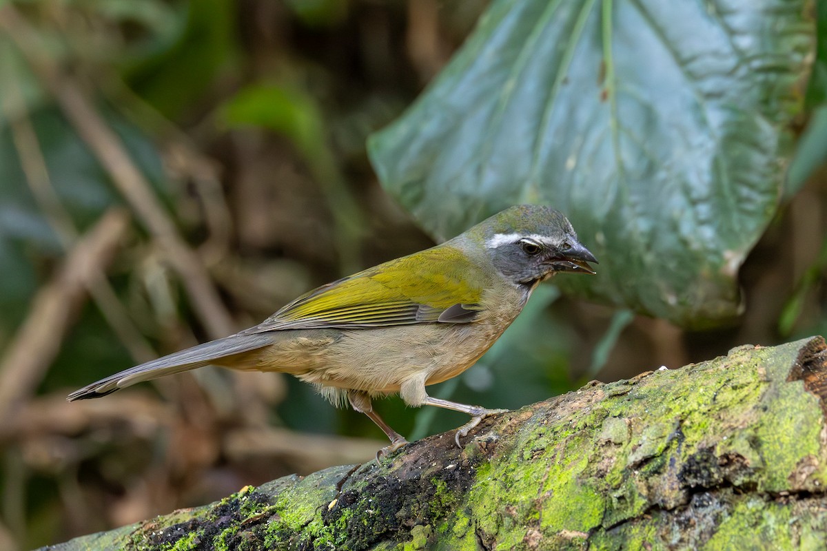 Green-winged Saltator - ML608450319