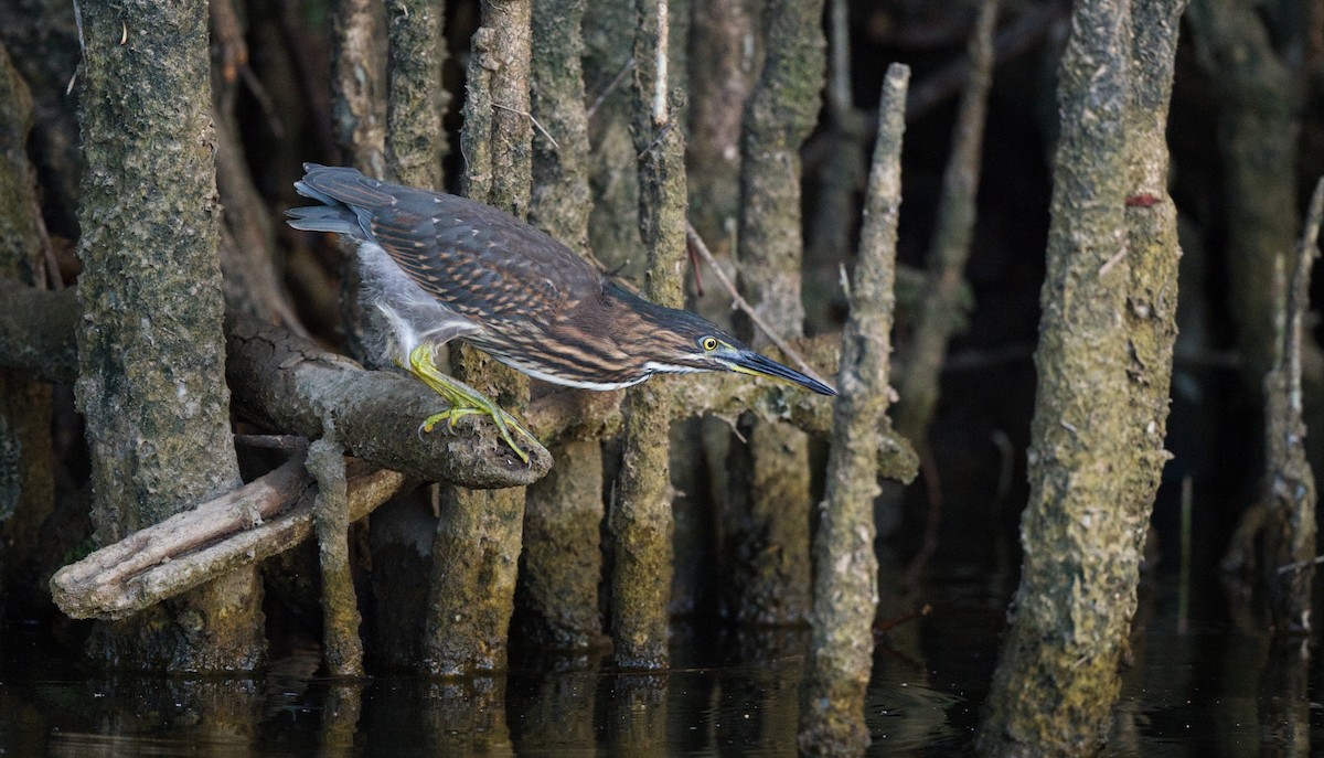 Striated Heron - ML608450386