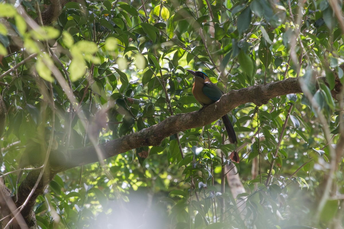 Lesson's Motmot - ML608450409