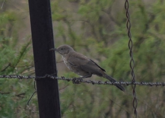 Bendire's Thrasher - ML608450410