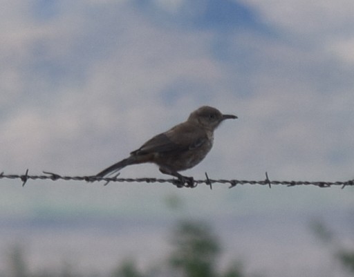 Bendire's Thrasher - ML608450442