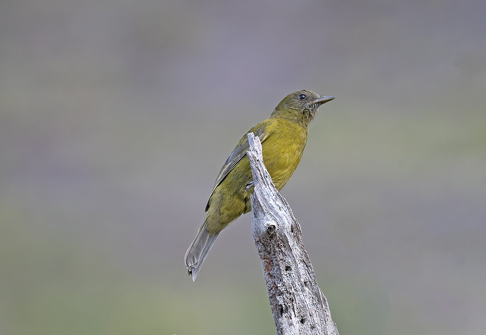 Gray-winged Cotinga - Nereston Camargo