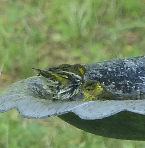 Cape May Warbler - ML608450488
