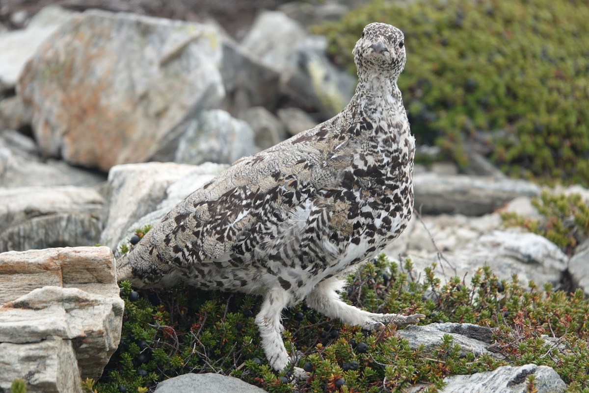 White-tailed Ptarmigan - ML608450505