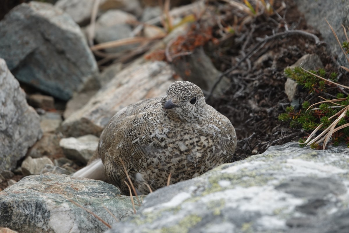 White-tailed Ptarmigan - ML608450516