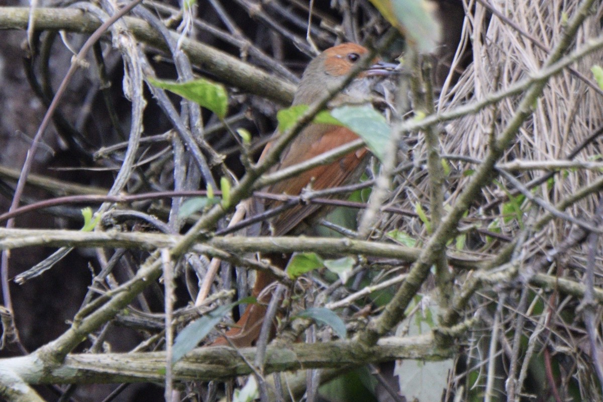 Red-faced Spinetail - ML608450602