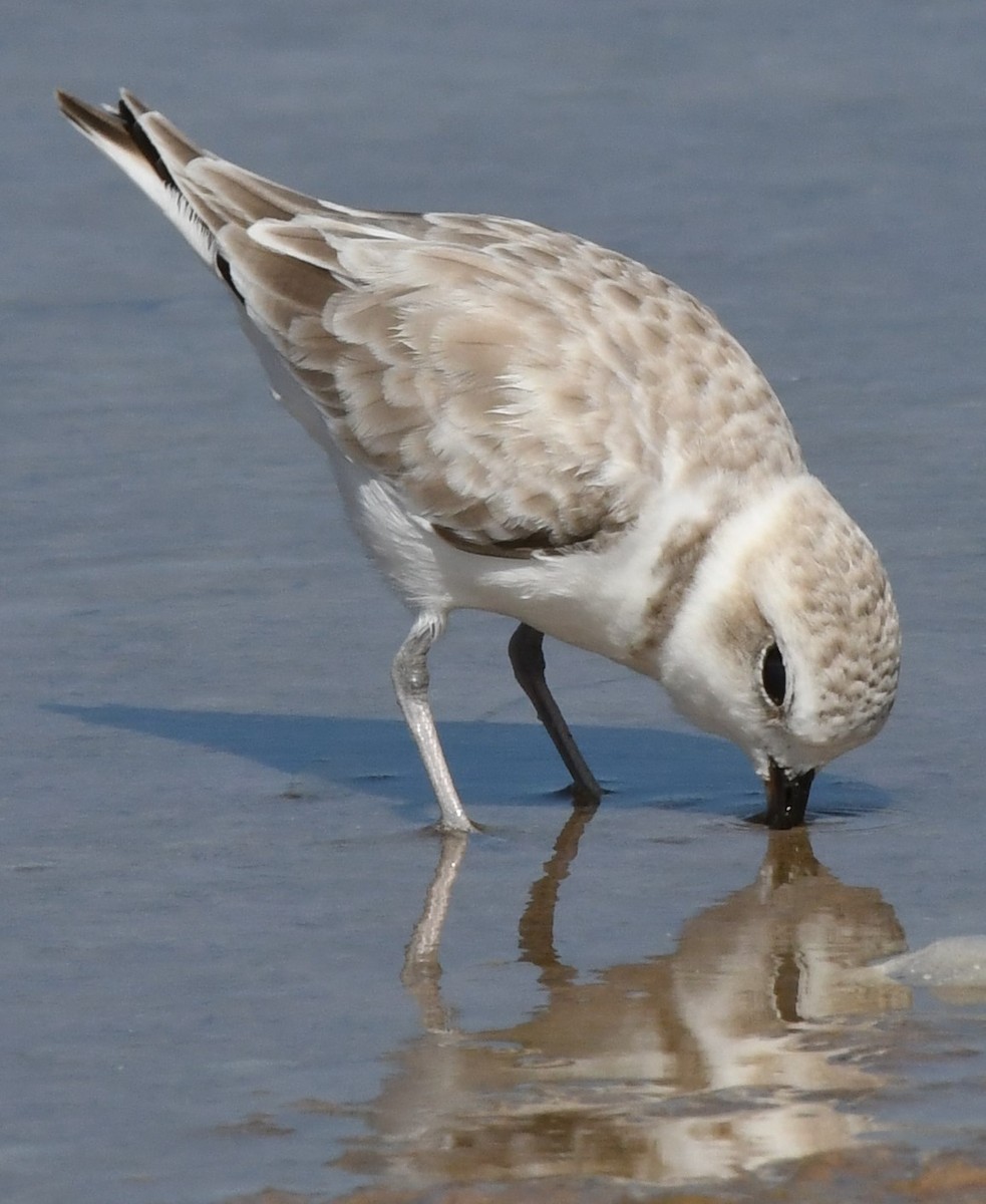 Snowy Plover - ML608450629