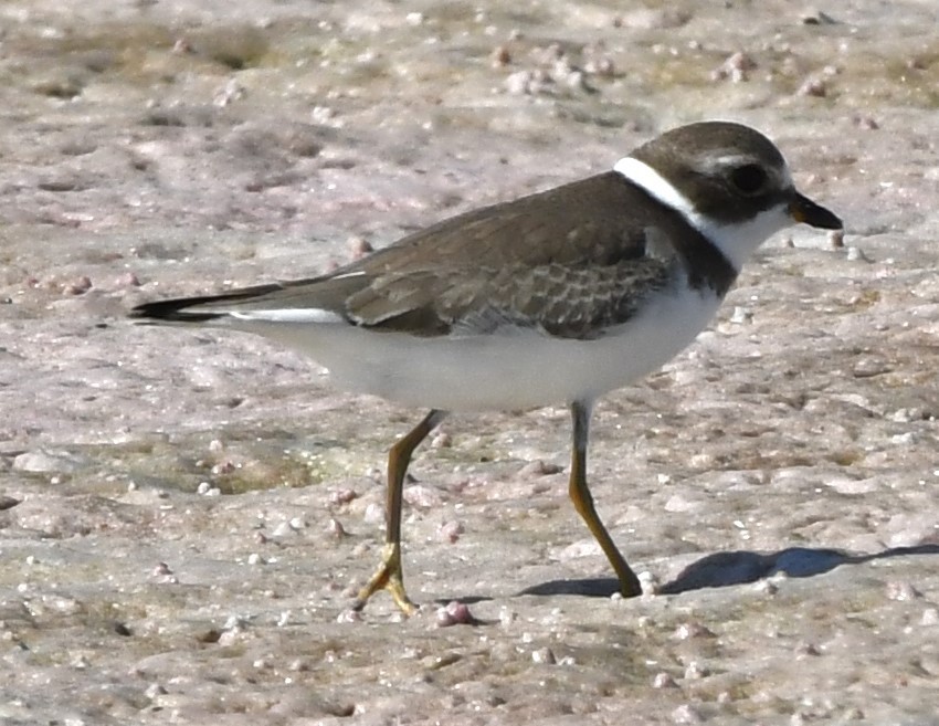 Semipalmated Plover - ML608450632