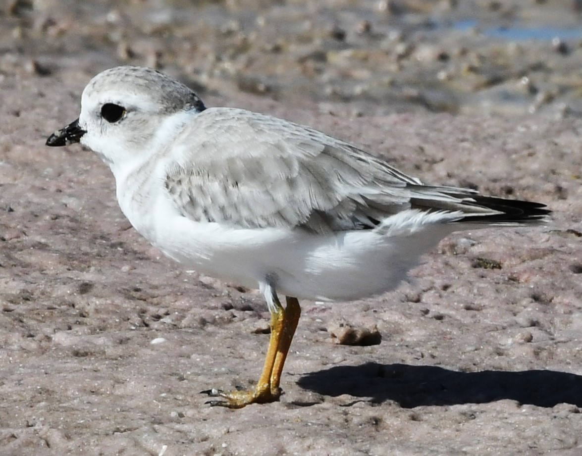 Piping Plover - ML608450649