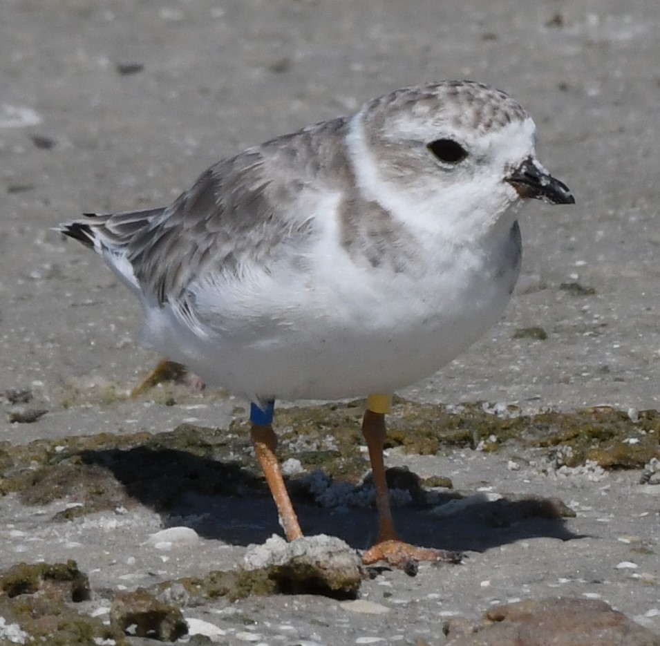 Piping Plover - ML608450650
