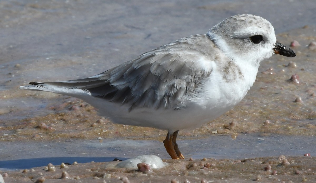 Piping Plover - ML608450651