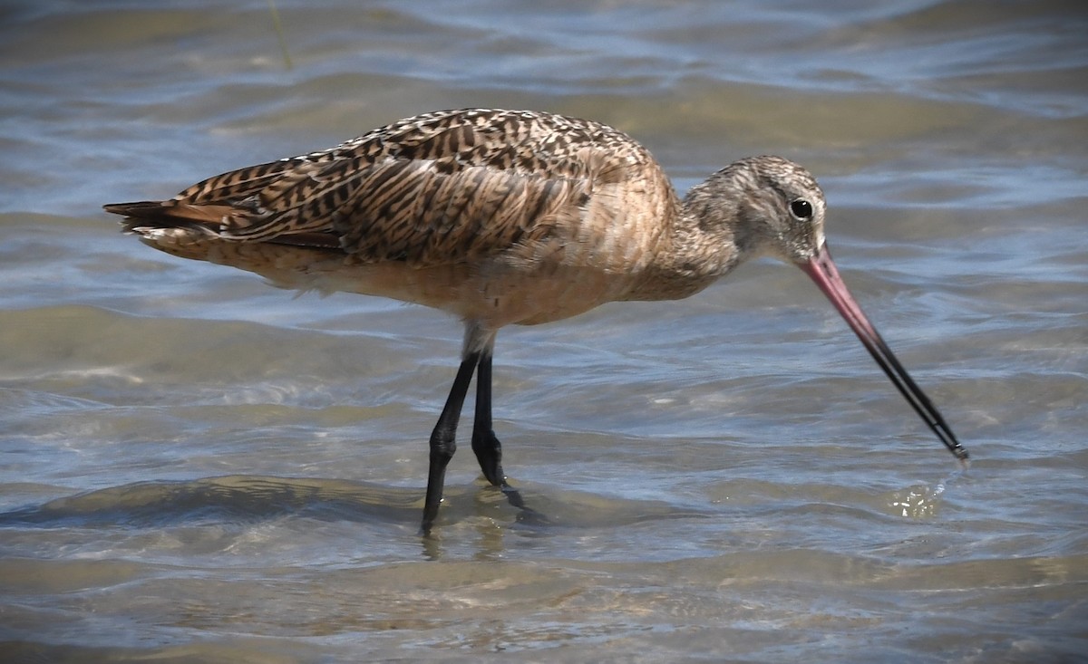 Marbled Godwit - ML608450662