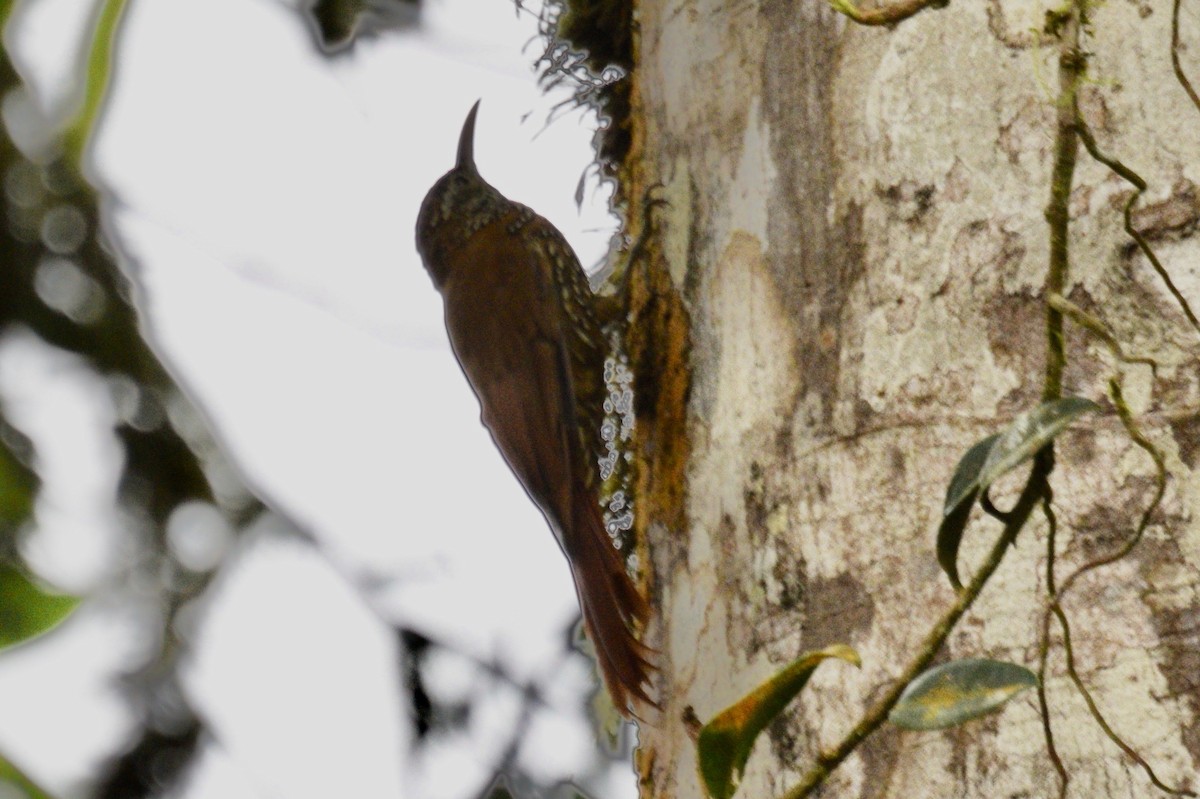 Montane Woodcreeper - ML608450670