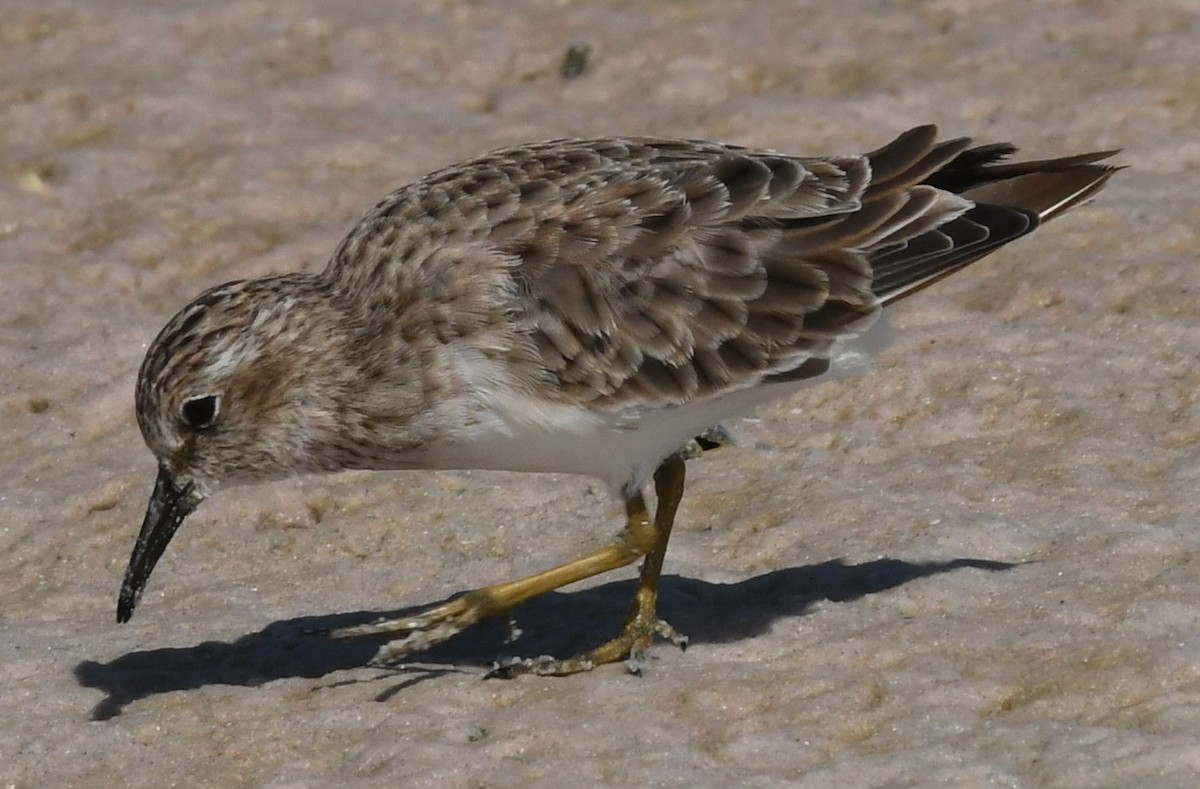 Least Sandpiper - ML608450679