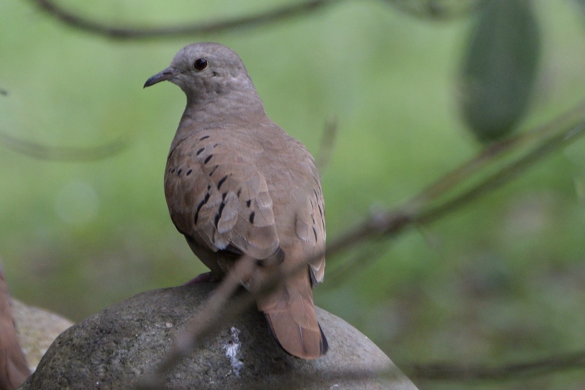 Eared Dove - ML608450684