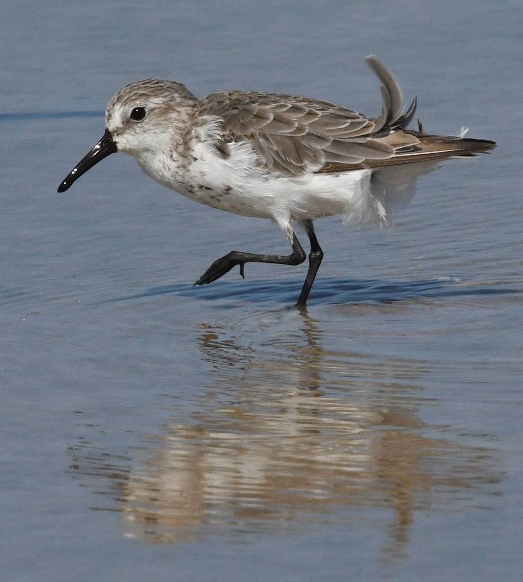 Western Sandpiper - ML608450685