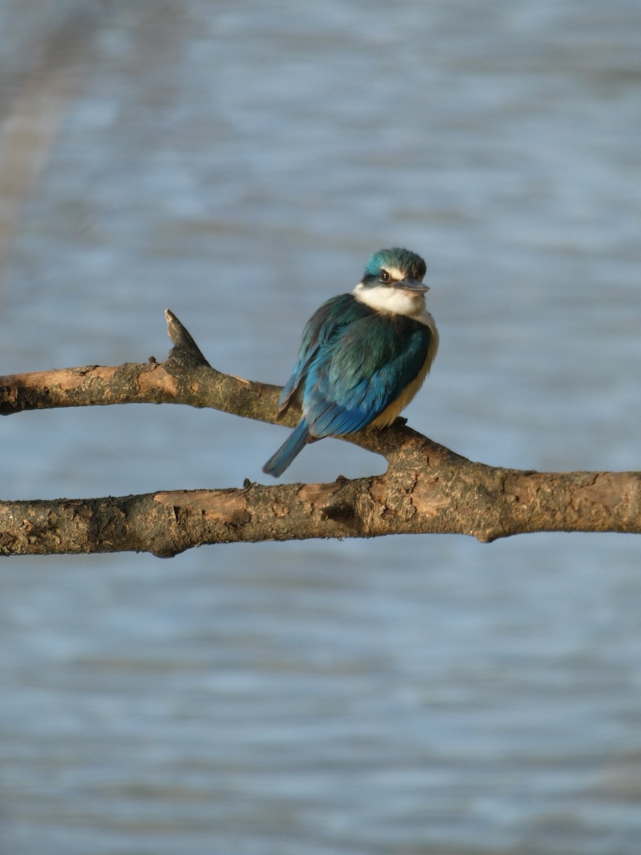 Sacred Kingfisher - ML608450711