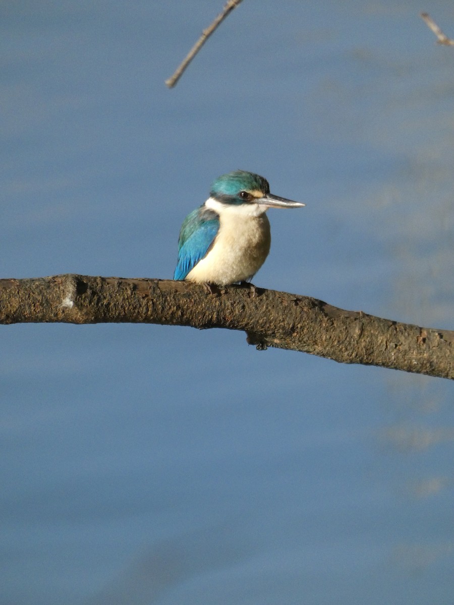 Sacred Kingfisher - ML608450714