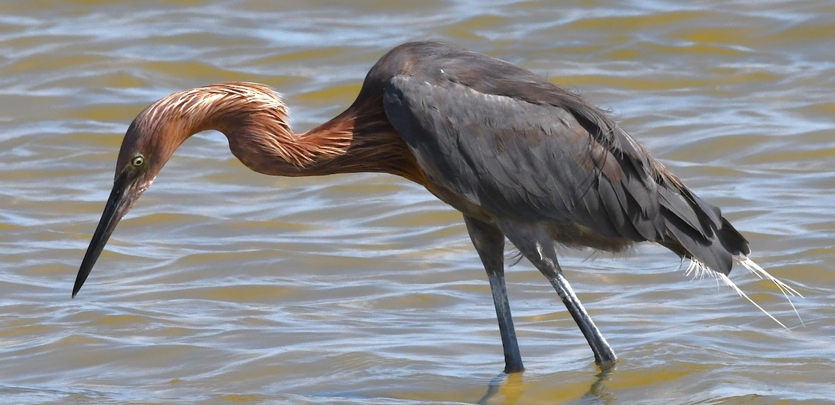 Reddish Egret - ML608450729