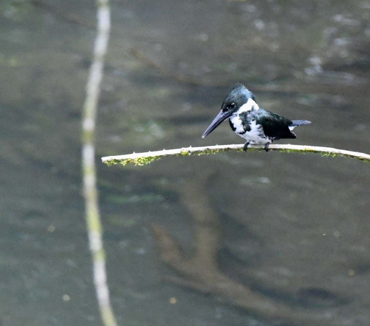 Martin-pêcheur d'Amazonie - ML608450789