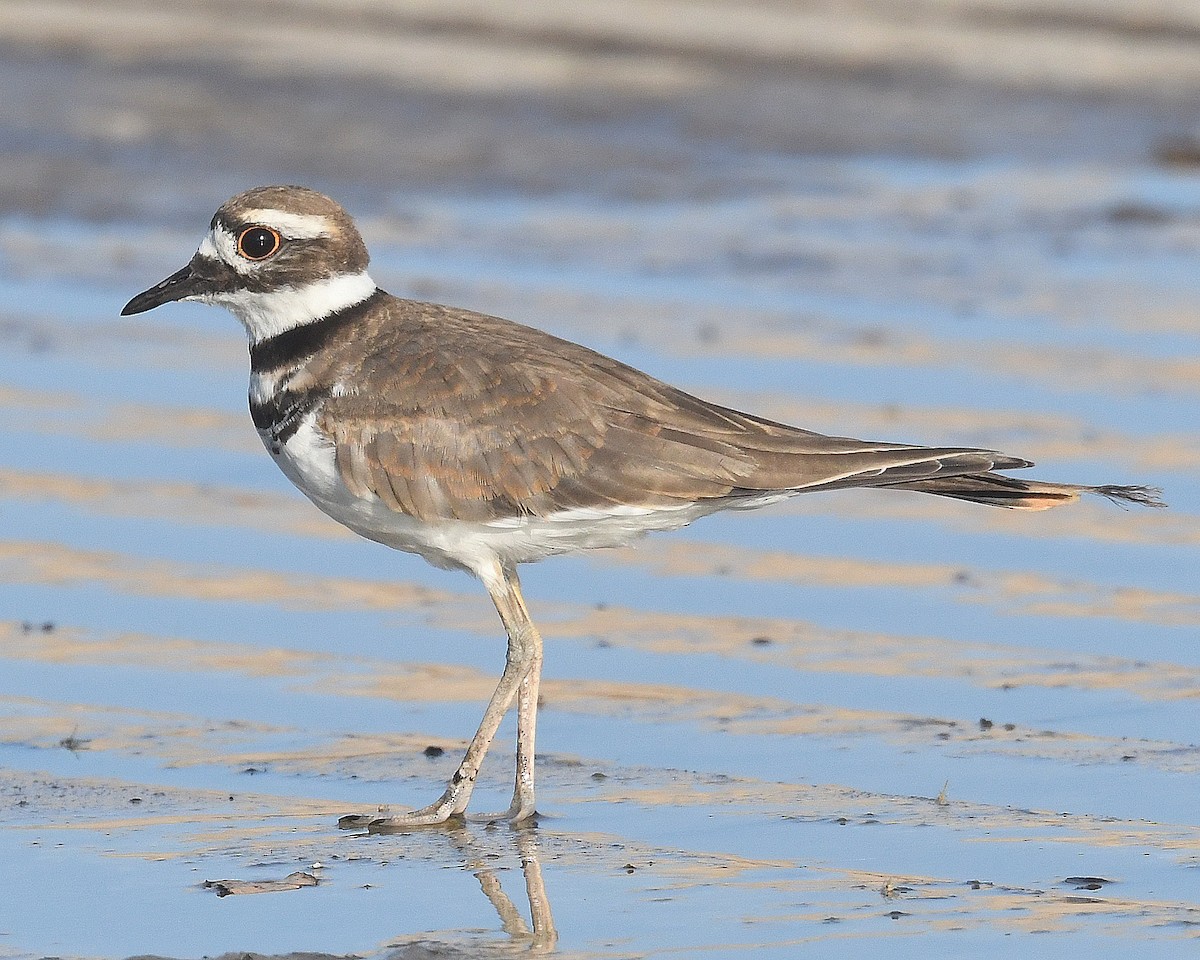 Killdeer - ML608450835