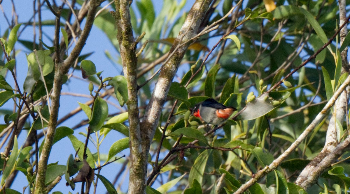 Mistletoebird - ML608450849