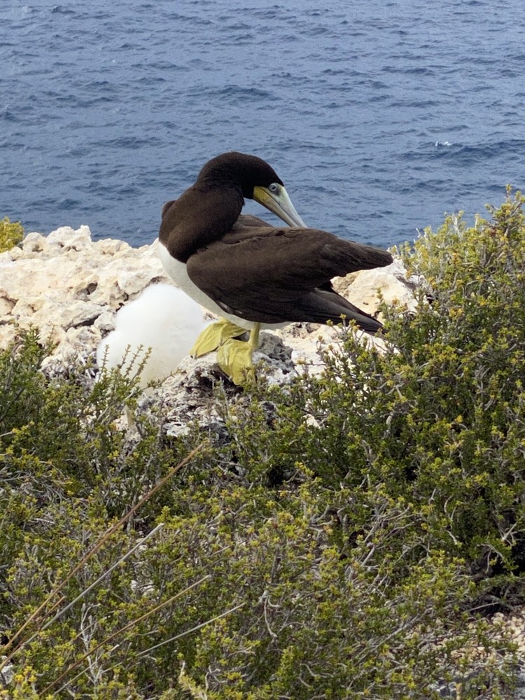 Brown Booby - ML608450866