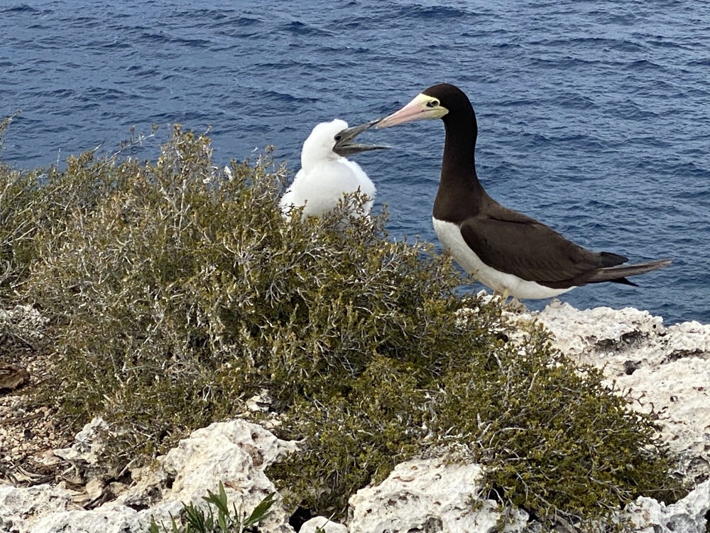 Brown Booby - ML608450868