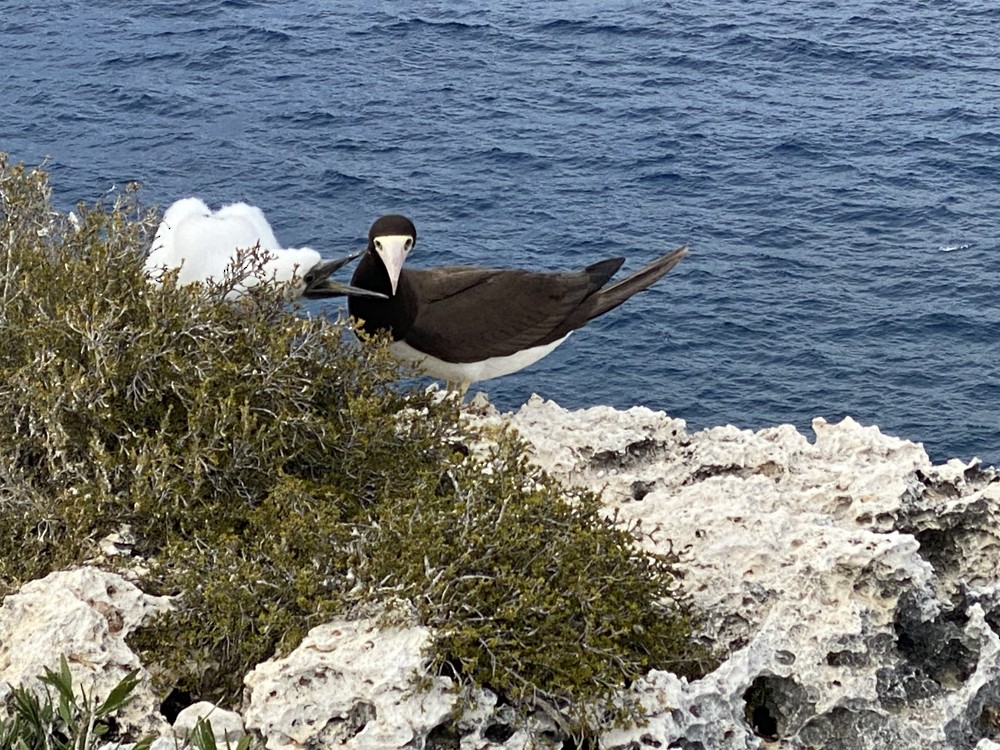 Brown Booby - ML608450870