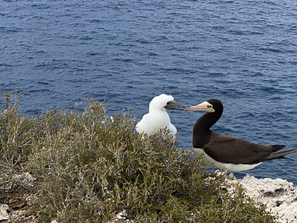 Brown Booby - ML608450872