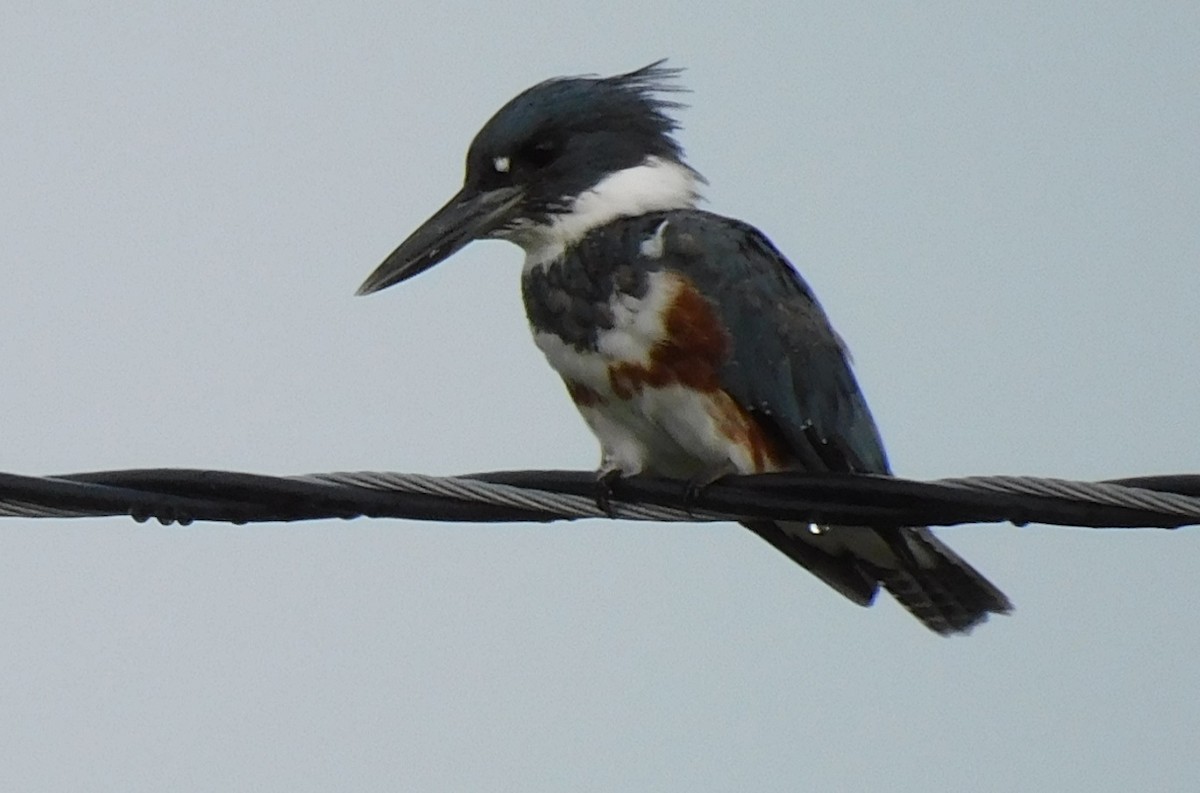 Belted Kingfisher - ML608450900