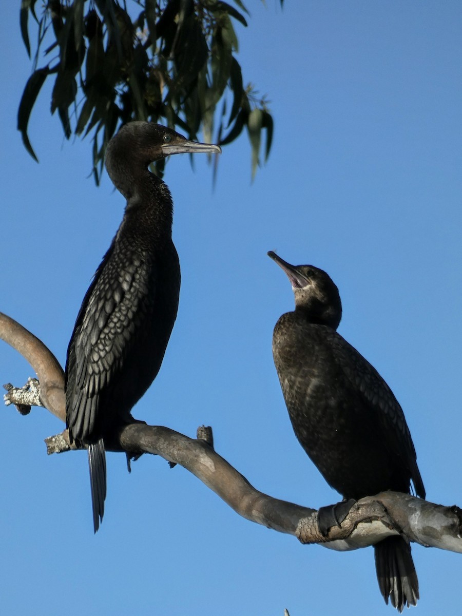 Little Black Cormorant - ML608450959