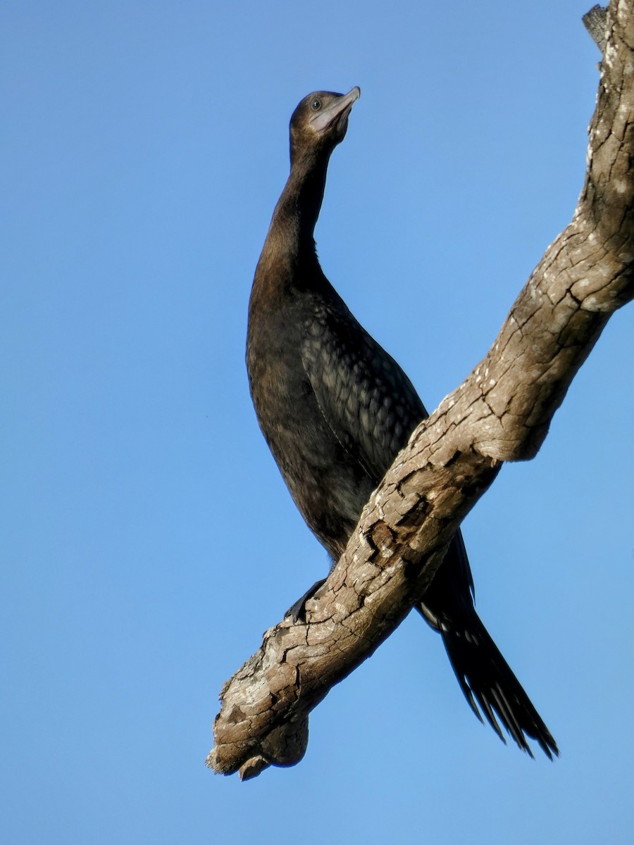Little Black Cormorant - ML608450961