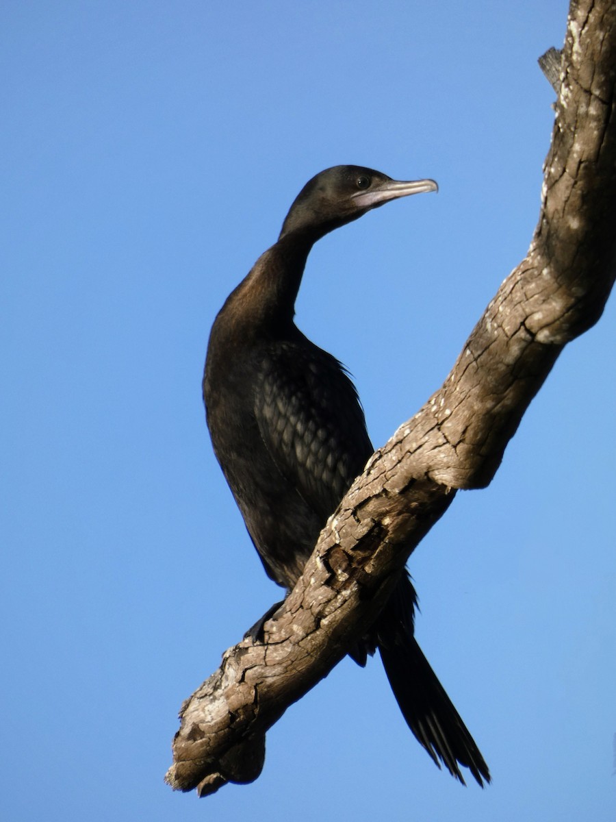 Little Black Cormorant - ML608450962