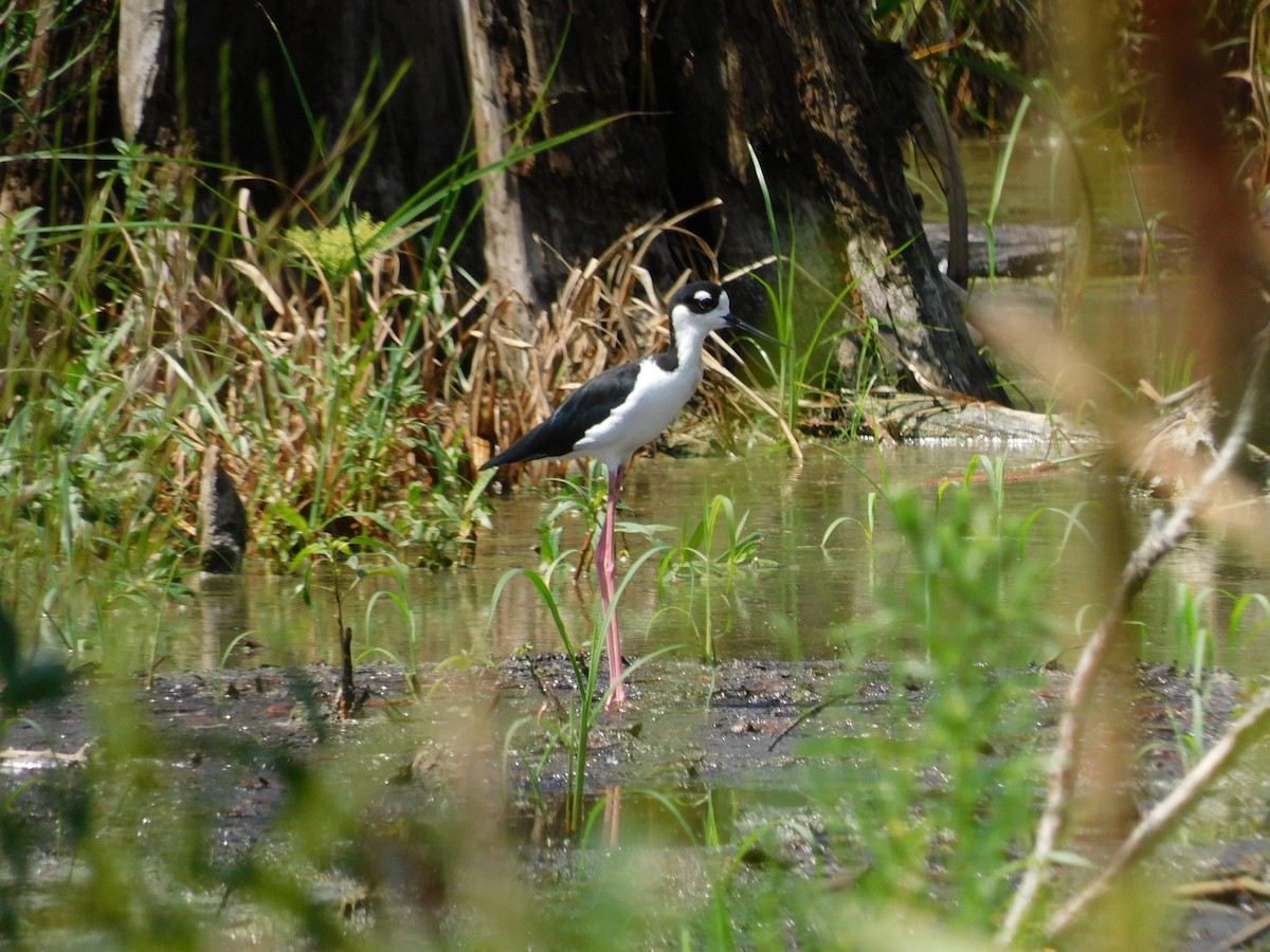 Black-necked Stilt - ML608450969